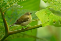 Lesnacek olivovy - Leiothlypis peregrina - Tennessee Warbler o1906